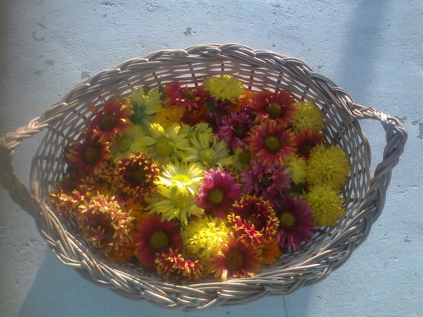 BLANKET FLOWERS READY TO DECORATE ALTARS